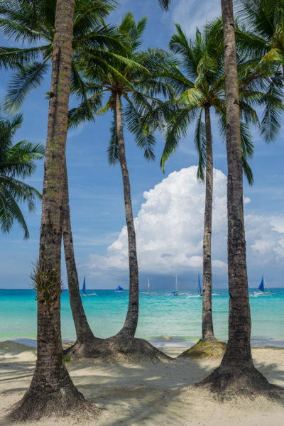 Palm Trees lining the ocean of White Beach in Boracay, The Philippines.