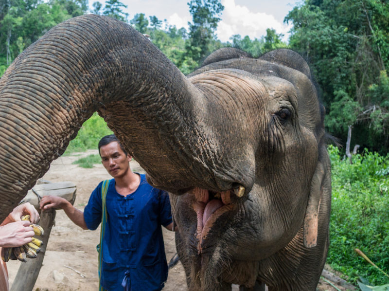 Southeast asia bucket list: see elephants at an elephant sanctuary in Thailand.
