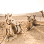 Camels in Israel