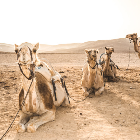 Camels in Israel