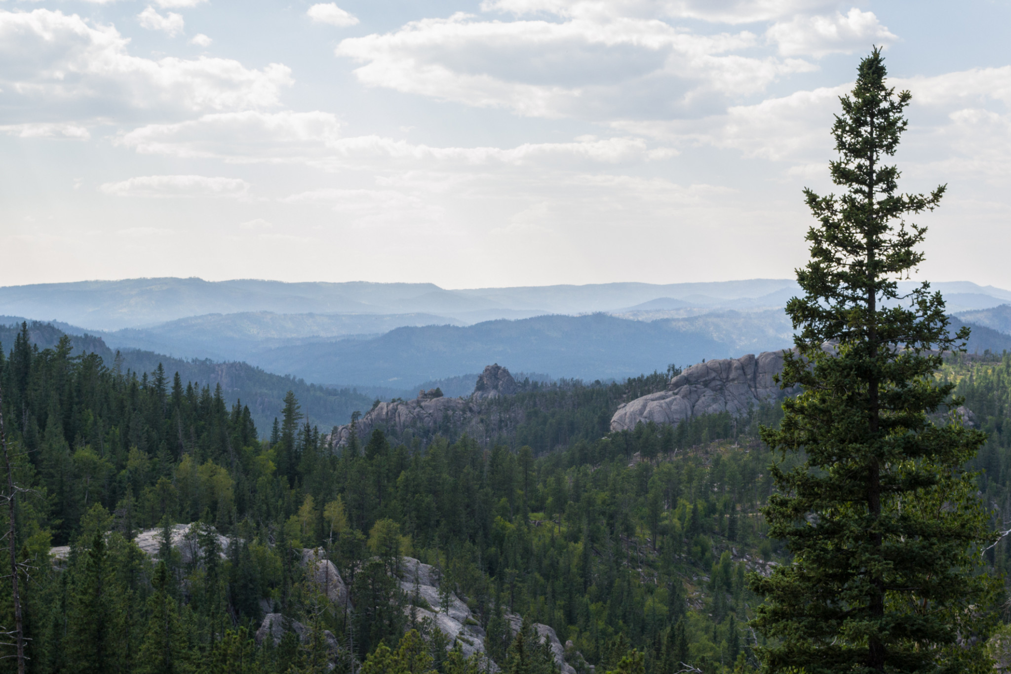 The Black Hills National Forest in South Dakota.