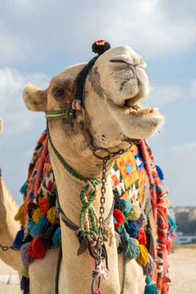 Camels in Egypt.