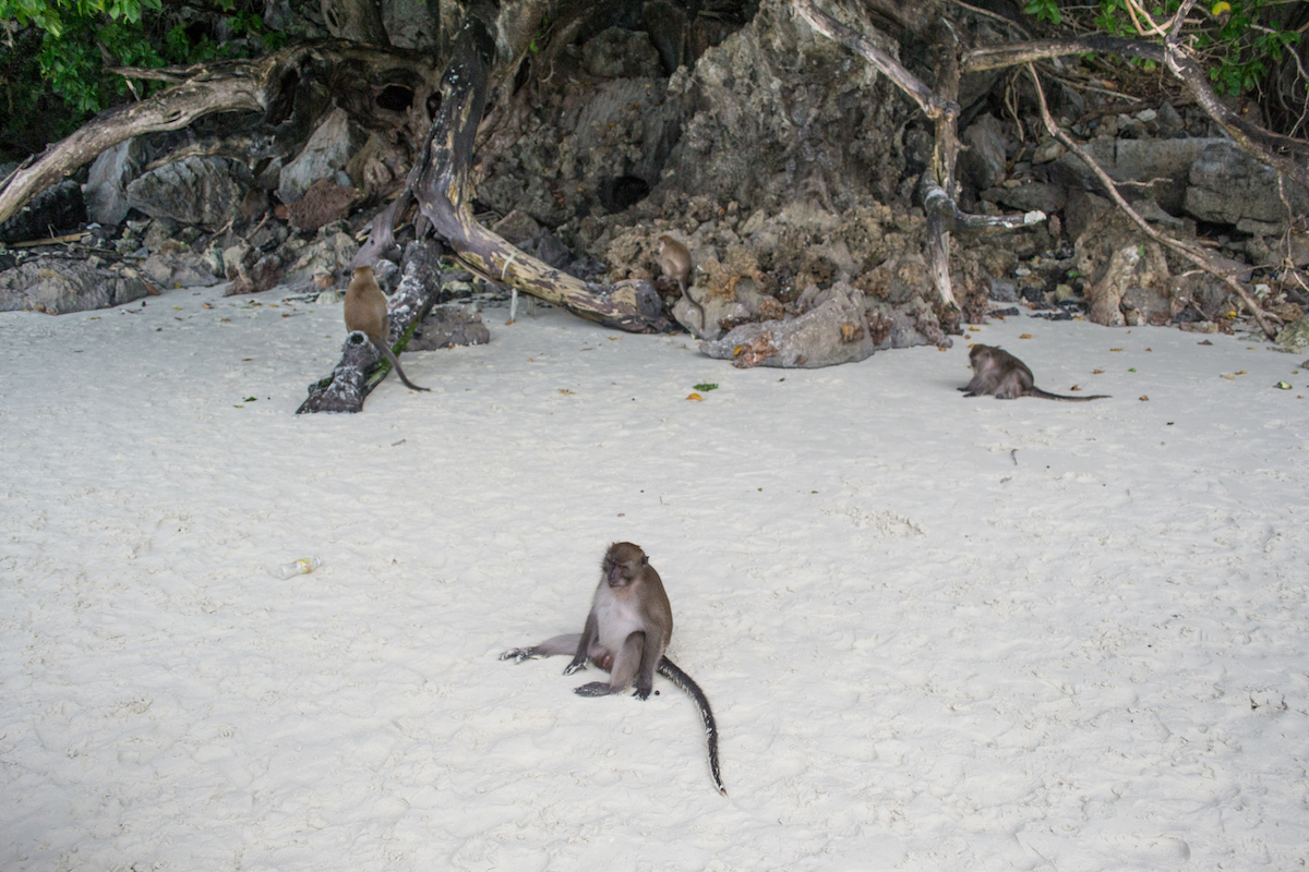 Monkey Beach in Thailand.