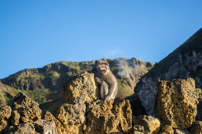 Mount Batur monkeys. 