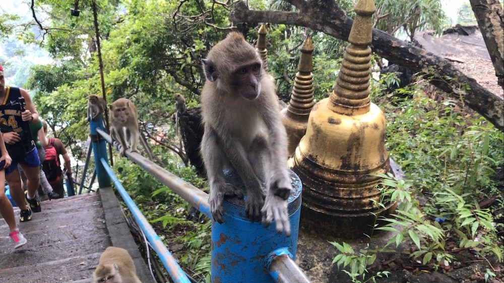 Monkeys in Krabi, Thailand