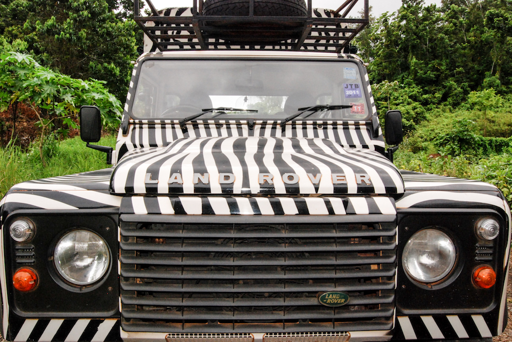 The zebra land rover I got to ride in for the safari tours in Jamaica! 