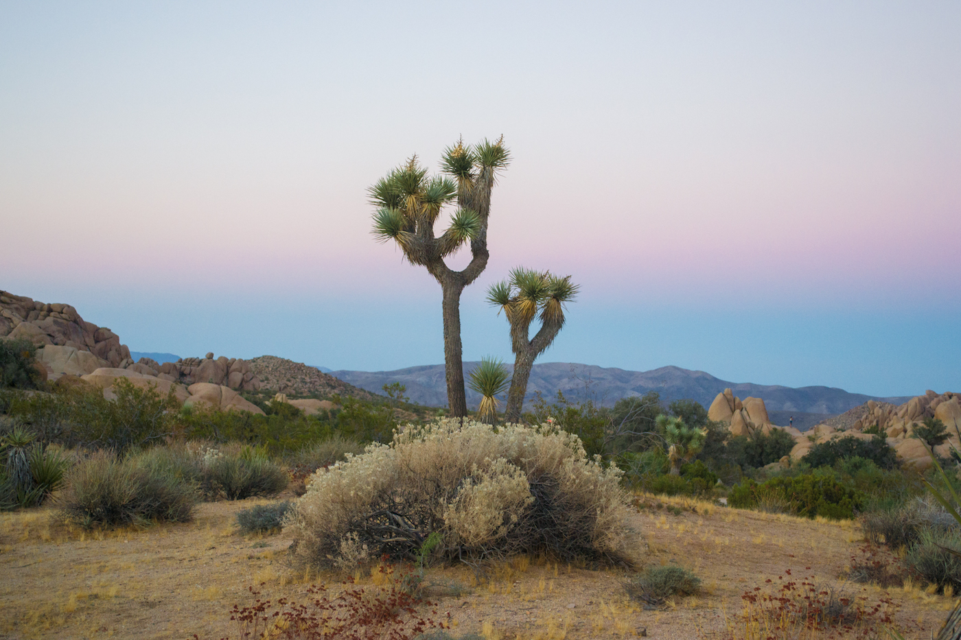 Joshua Tree in California has very unique cactus trees and unique rock formations.