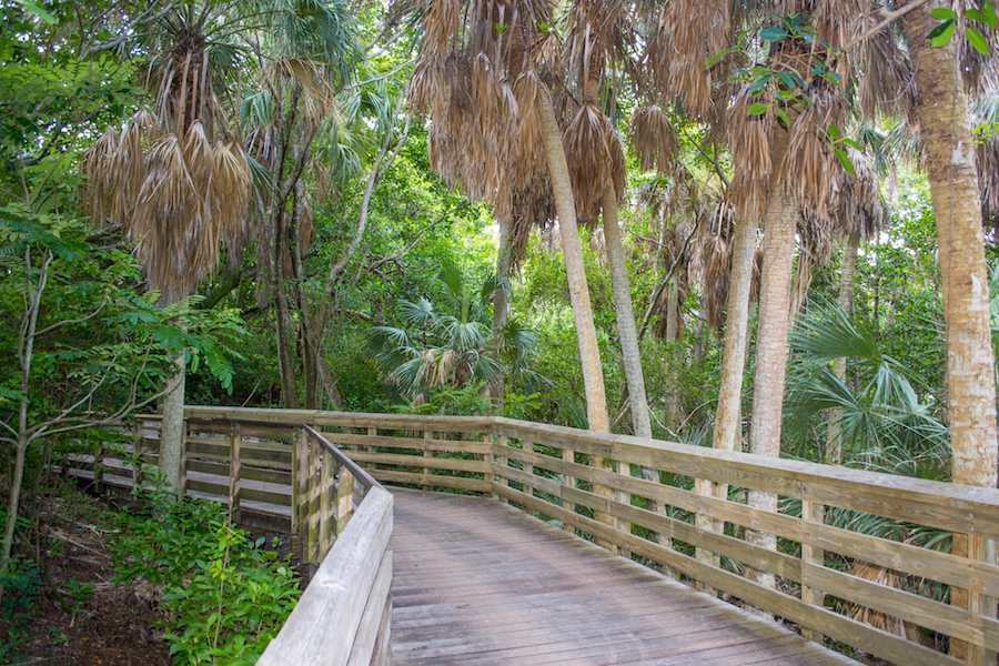 The nature trails take you through lots of tropical trees.