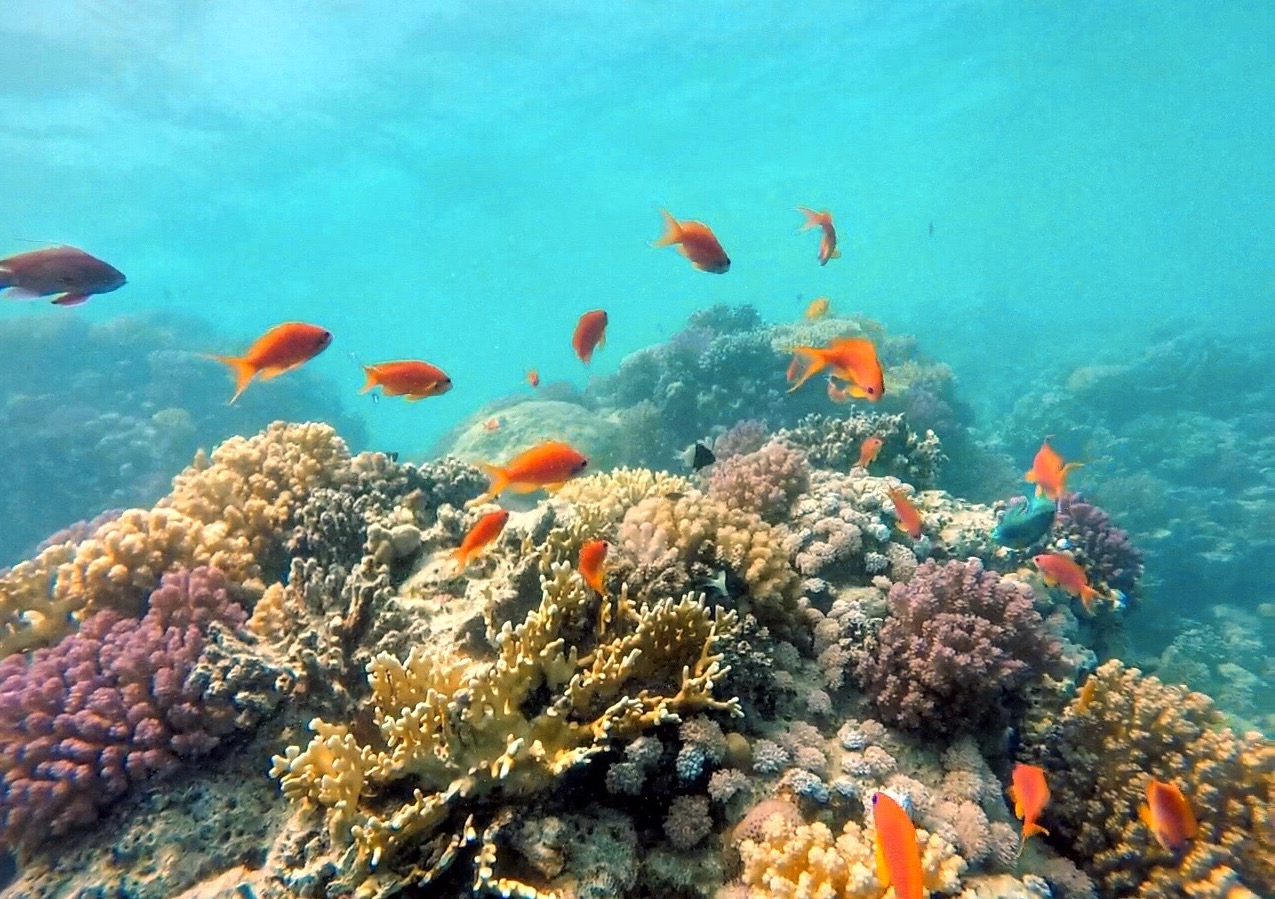 Bright orange fish swimming around coral.