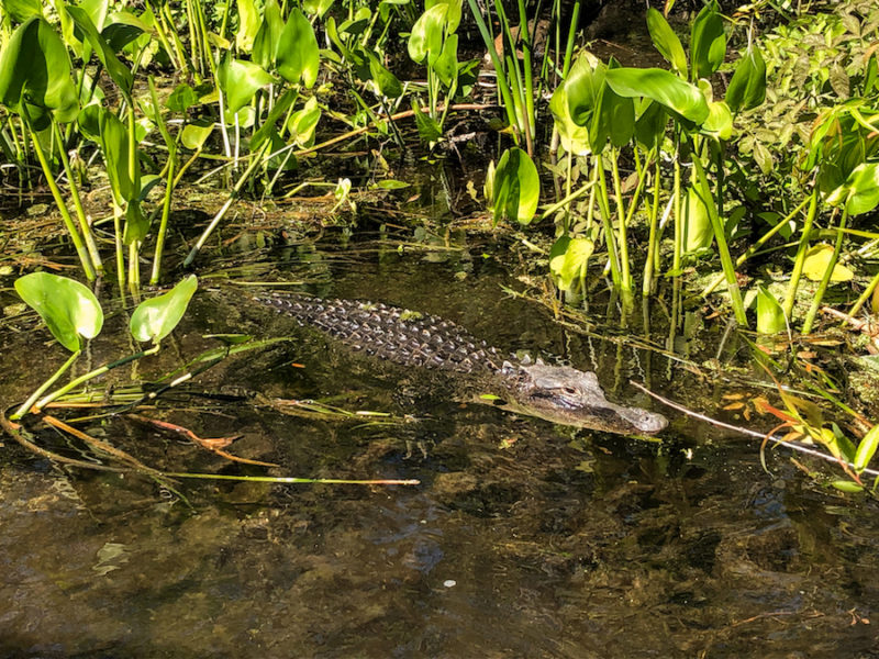 A florida alligator swimming in the water. 