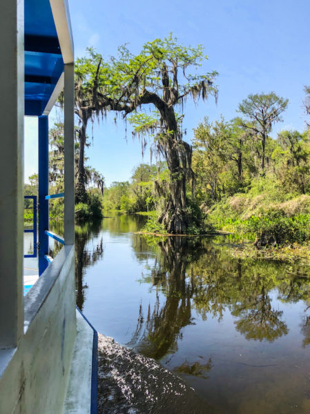 Looking out from the boat to see the Florida swamp and cypress trees at Wakulla Springs State Park.