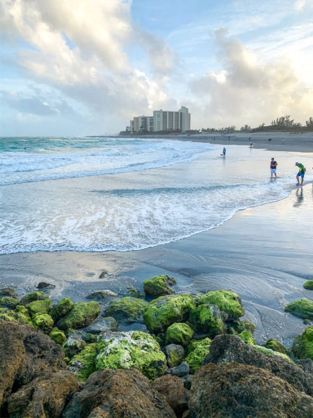 The Jupiter Beach Park has large green and brown rocks along the fishing pier. 