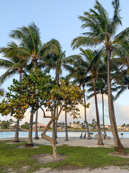 Palm trees at sunset at Dubois Park.