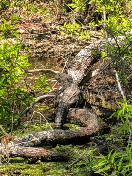 An alligator sitting on a log in a Florida swamp.