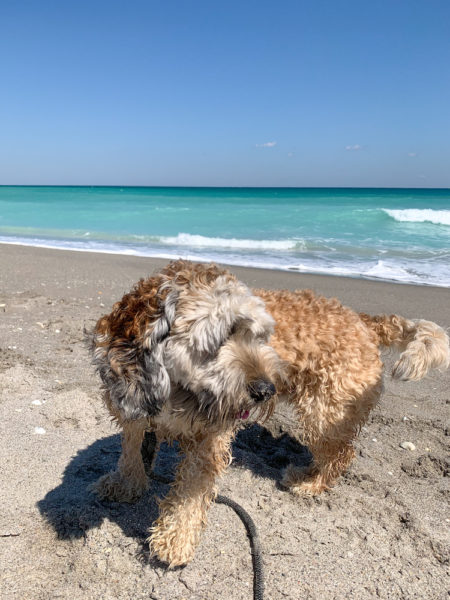 Dog Beach in Jupiter, FL lets your furry friends run around off leash!