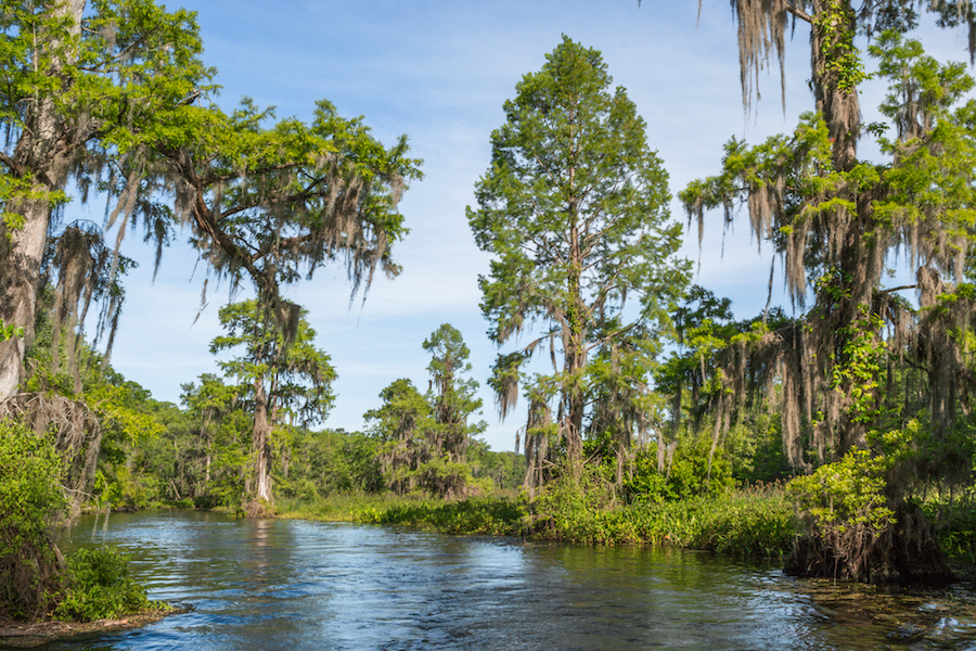The boat ride through Wakulla Springs State Park in Florida takes you through a cypress swamp with moss-covered trees.
