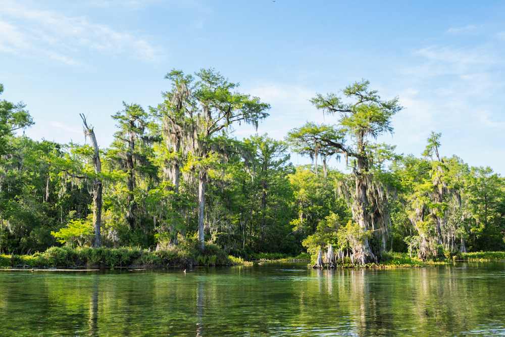 The boat ride through the cypress swamp at Wakulla Springs State Park in Florida.