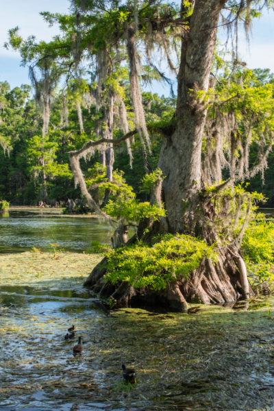 The beautiful cypress trees at Wakulla Springs have moss hanging from the limbs.