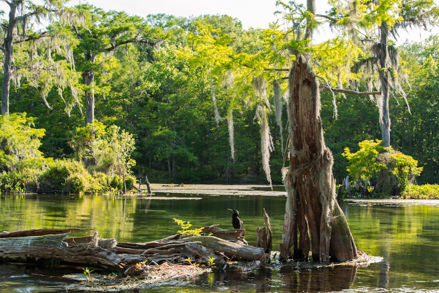A bird sitting on a cypress tree in Wakulla Springs State Park. 