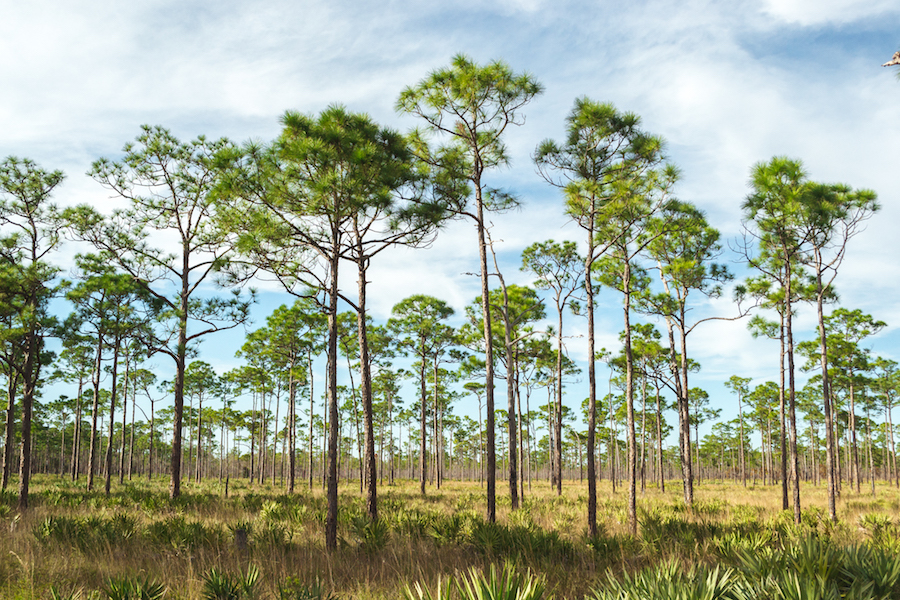 The forest in Jonathan Dickinson State Park.