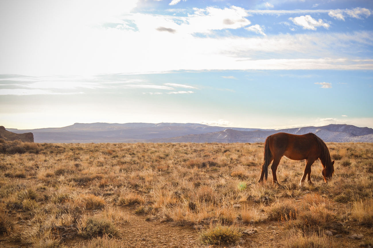 A wild horse in Wyoming with the mountains in the distance.