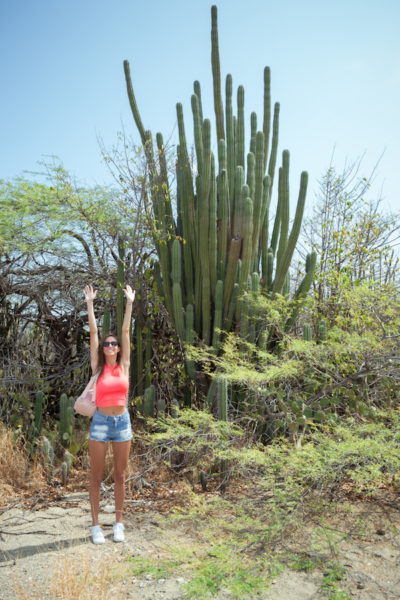 Standing next to the giant cacti in Aruba that are nearly twice as tall as me!