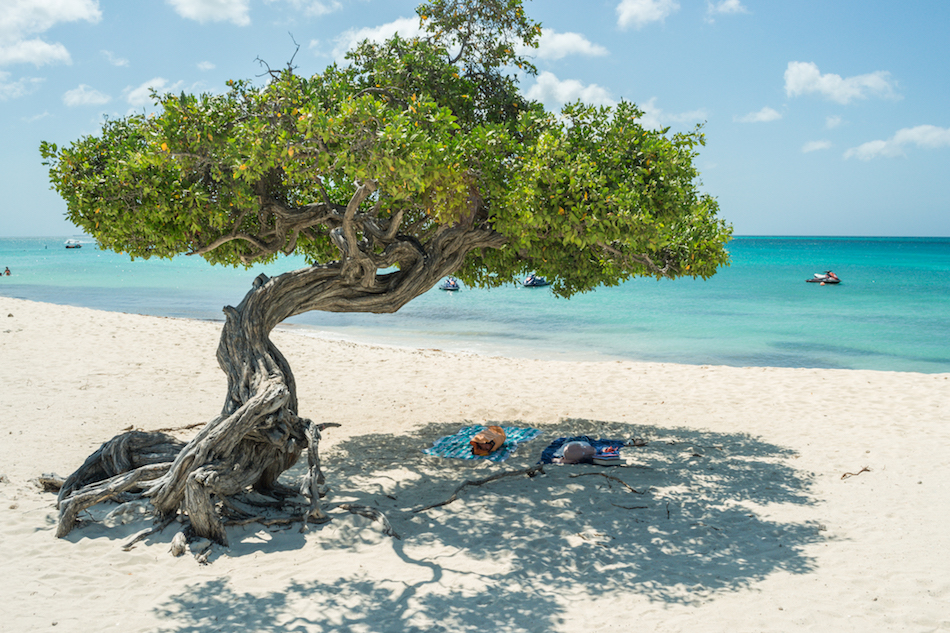 A divi divi tree near the ocean on Eagle Beach in Aruba.