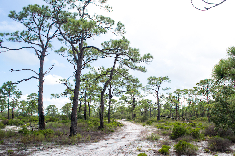 Gap Point Trail in St George Island State Park leads back to the primitive camping area.
