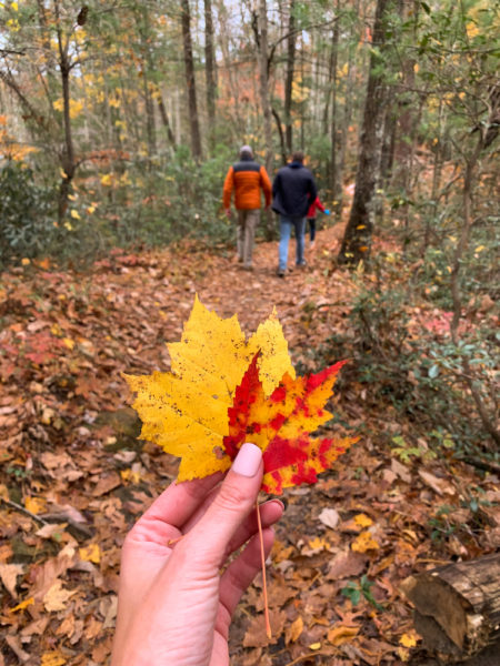Hiking in the Fall and collecting some yellow and red leaves.