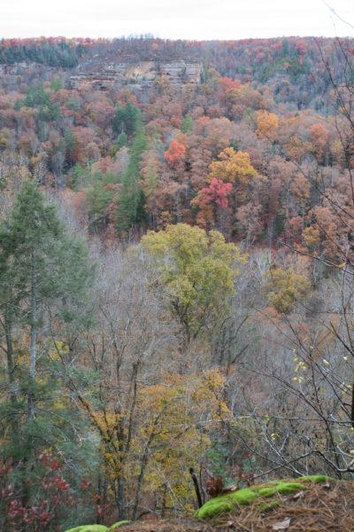 The fall trees at the Red River Gorge.