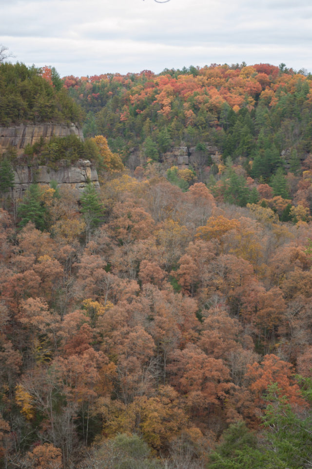 Exploring the Red River Gorge in Kentucky • Jetset Jansen