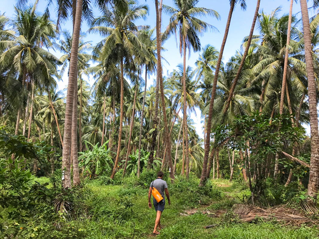 Wandering through the palm trees on Koh Mak island. 
