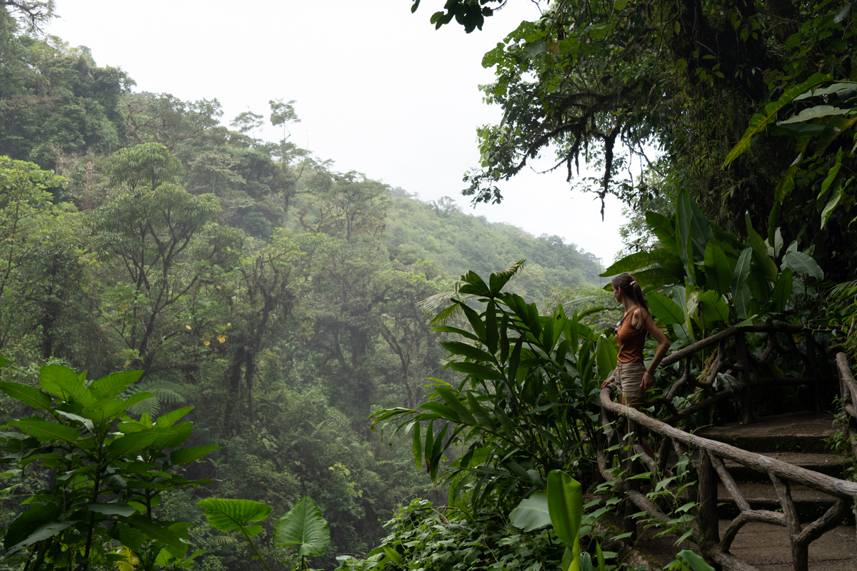 The Costa Rican rainforest.