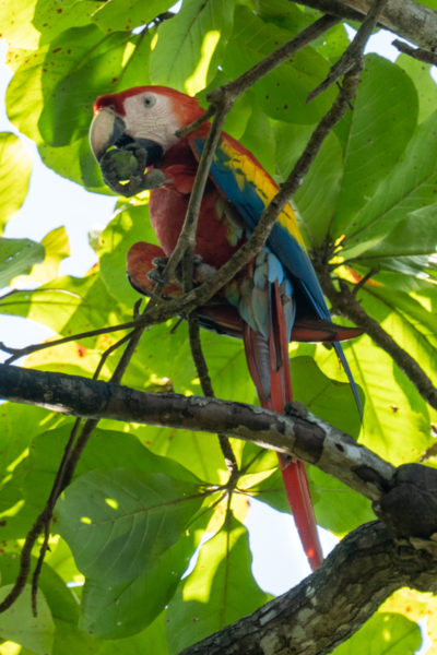 A scarlet macaw in Costa Rica.
