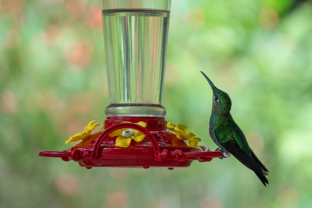 Costa Rica hummingbird.