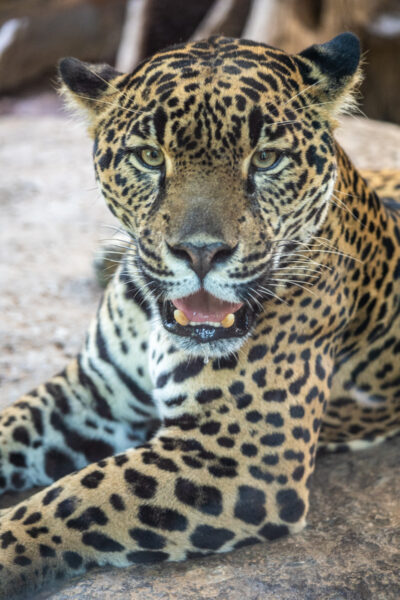 A jaguar at La Paz Wildlife Refuge in Costa Rica.