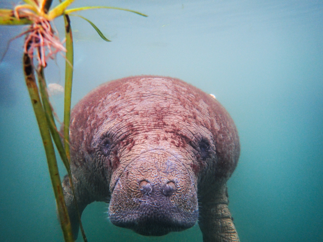 Swim with manatees in Crystal River, Florida.