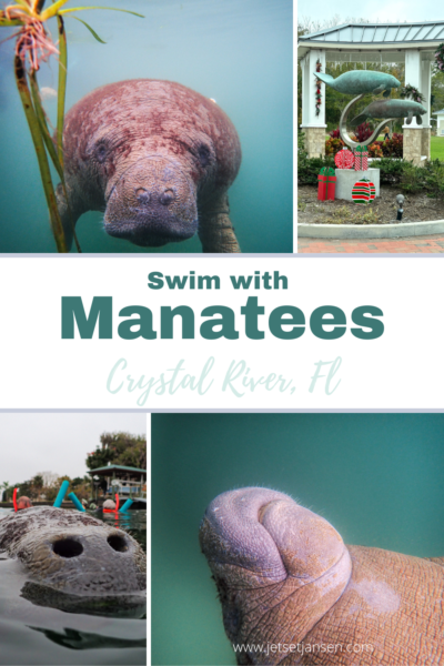 How to swim with manatees in Florida.