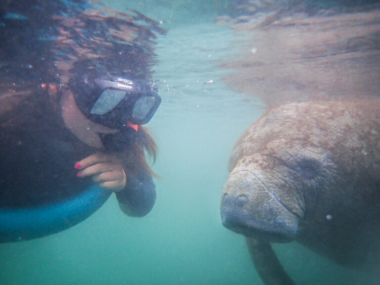 How To Swim With Manatees In Crystal River Florida 2496