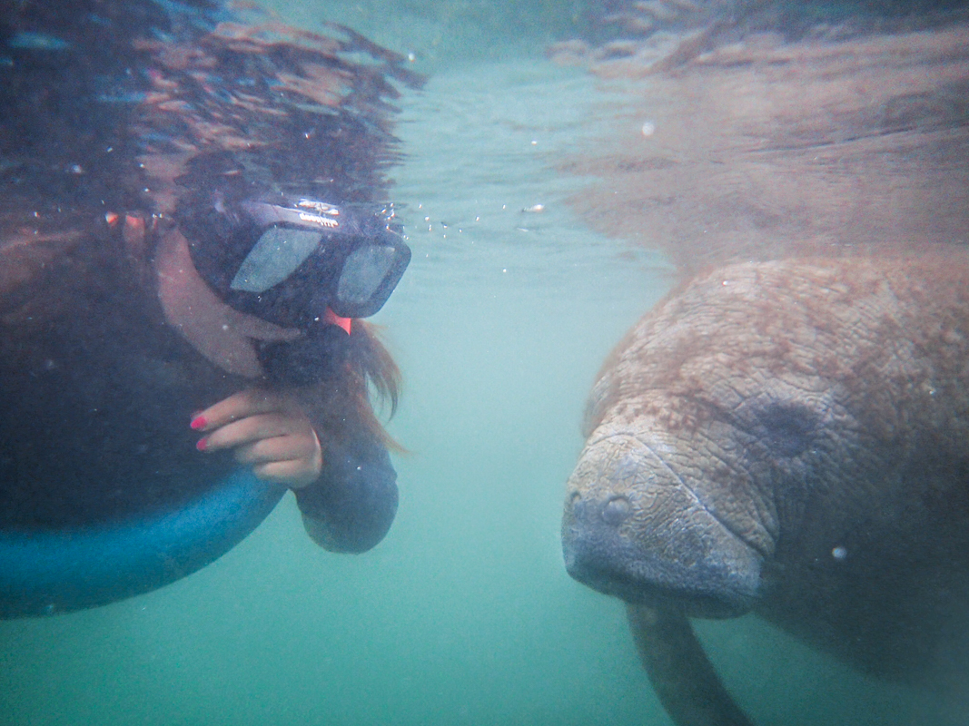 Swim with manatees in Crystal River.