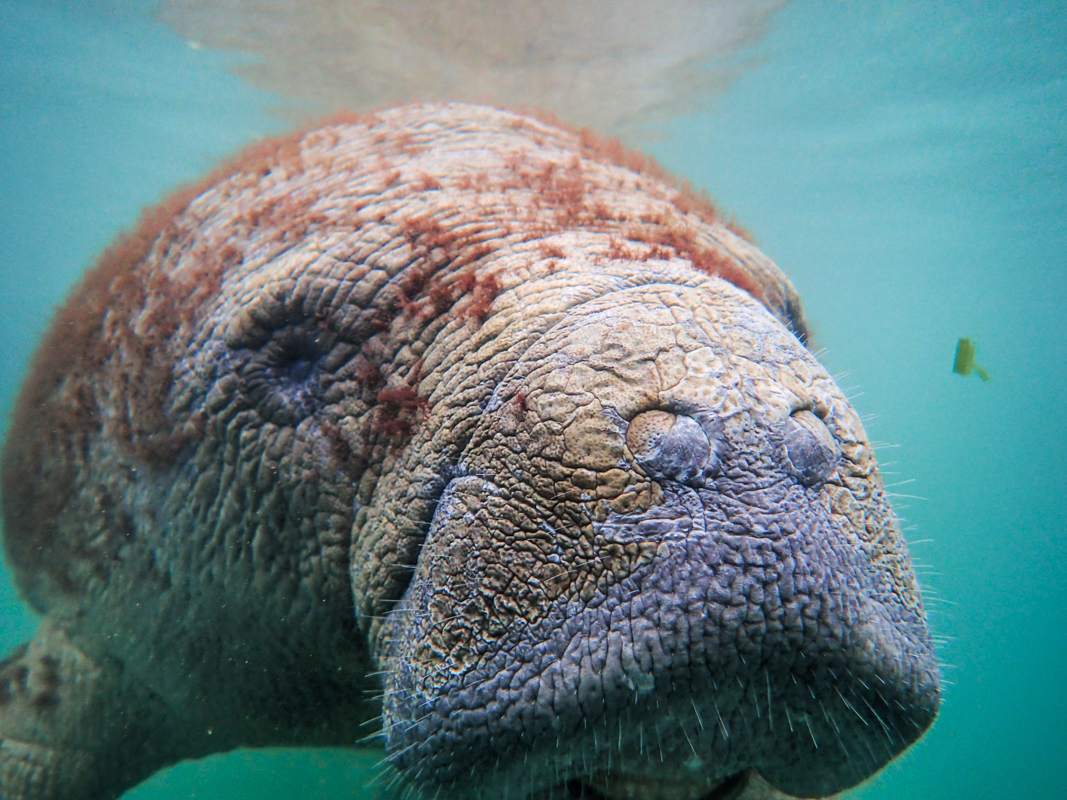 Swim with manatees in Crystal River Florida.