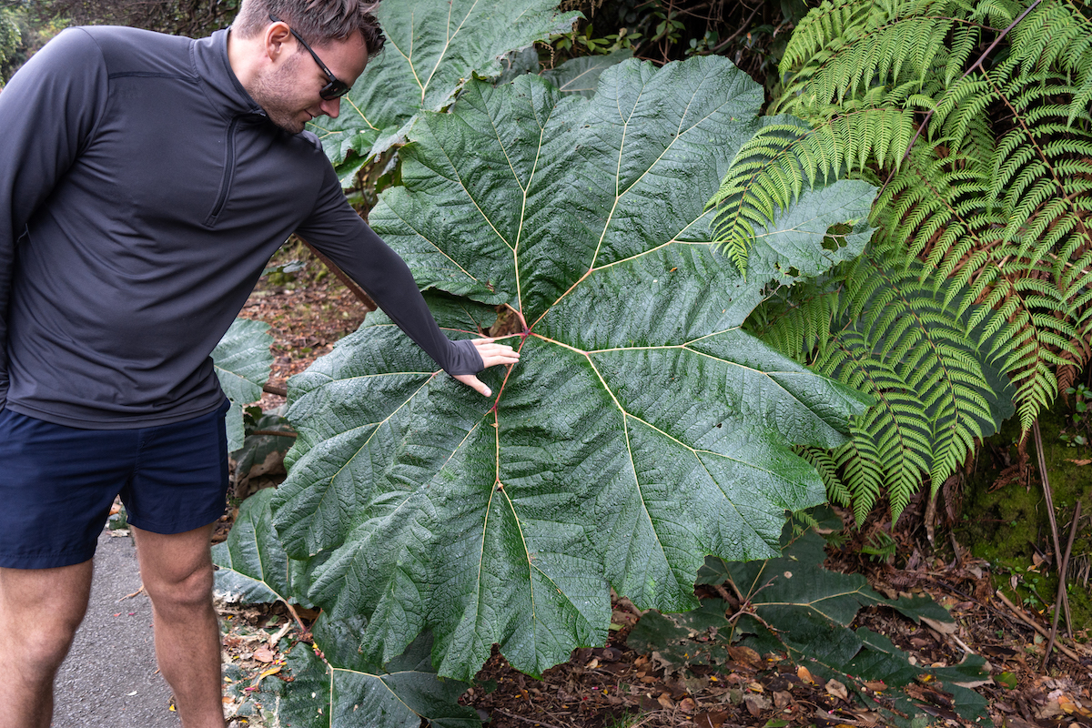 A giant leaf in Costa Rica.