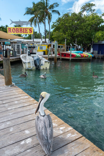 Robbie's Marina in the Florida Keys is a great stop to have lunch and feed the tarpon.