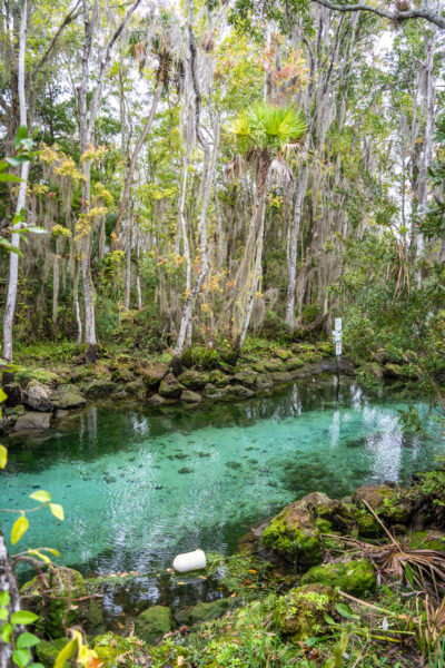 Florida springs in Crystal River.