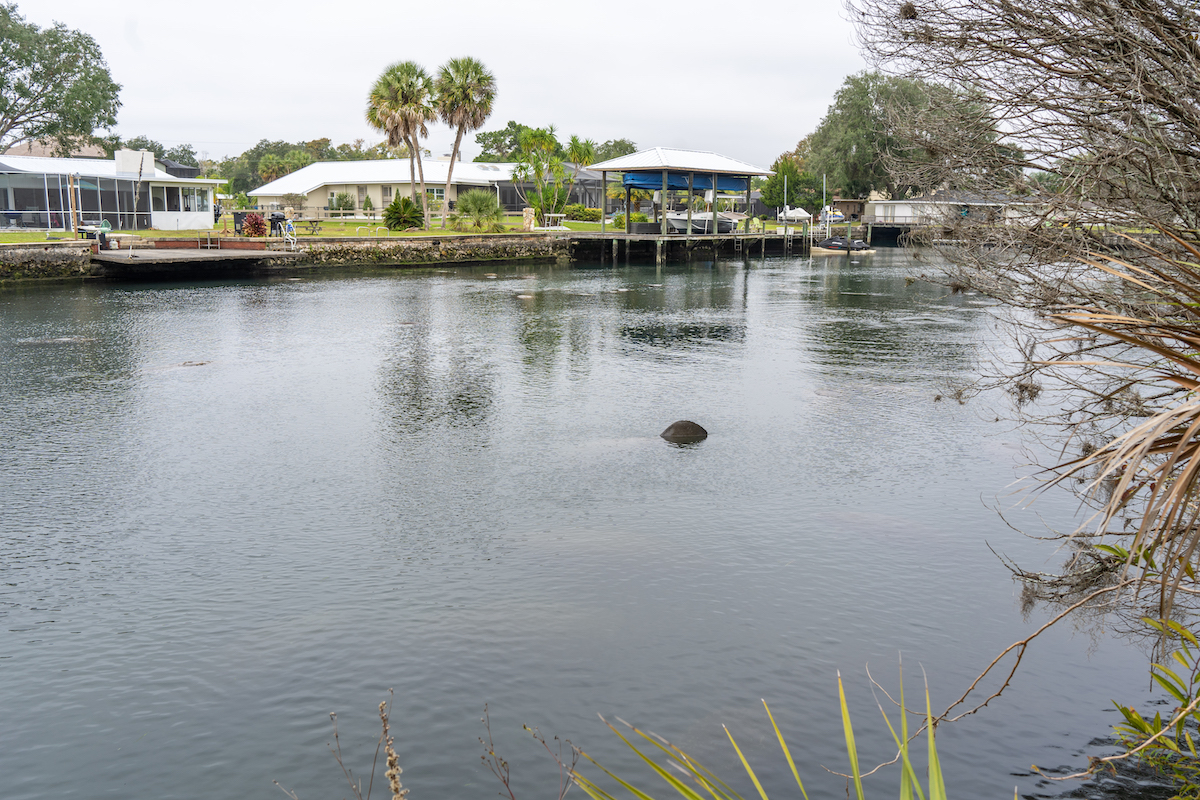 A manatee in Magnolia Springs in Crystal River, Florida