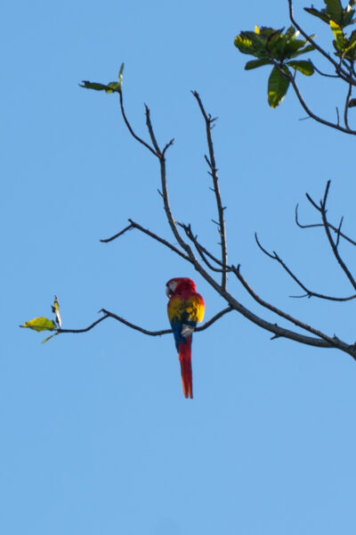 A scarlet macaw sitting in a tree in Costa Rica.