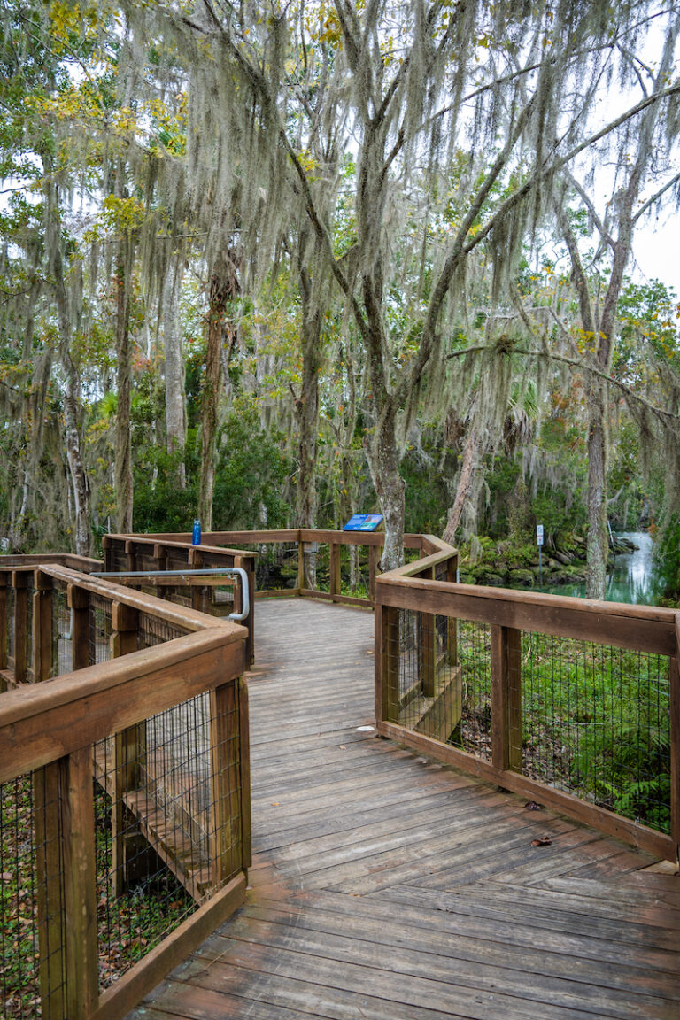 How to Visit Three Sisters Springs Crystal River, Florida