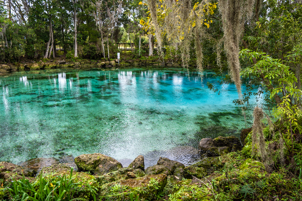 The bright blue water at Three Sisters Springs Crystal River, Florida.
