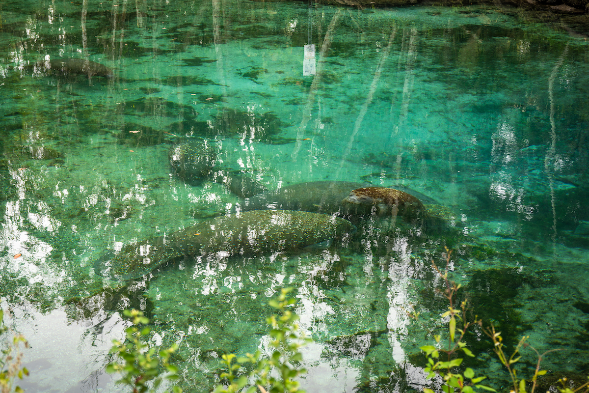 Manatees in the water at a Florida Spring.