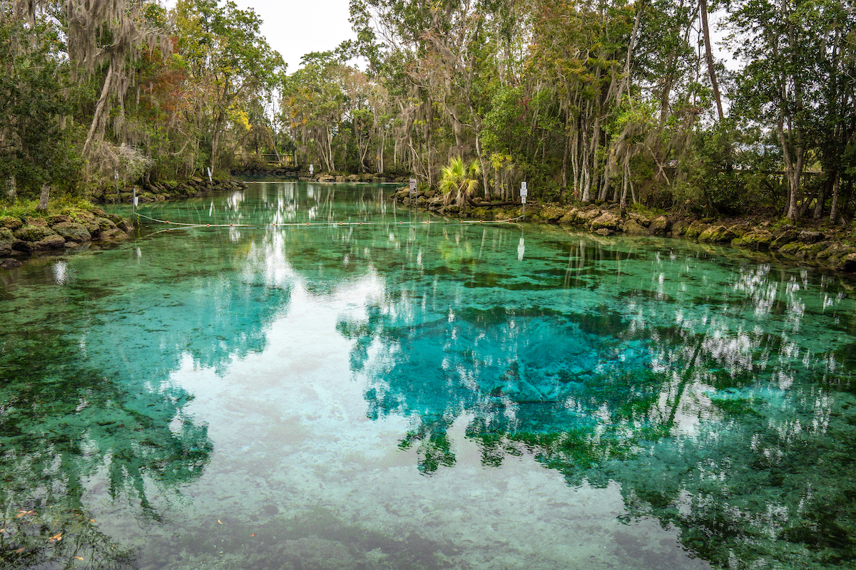 The turquoise swimming hole at Three Sisters Springs Crystal River. 